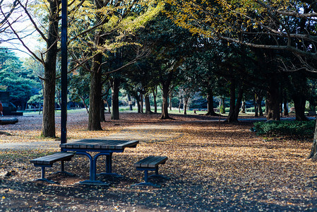 秋季银杏落叶黄叶阳光公园森林摄影图