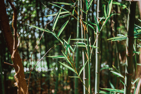 阳光照射下竹林摄影图