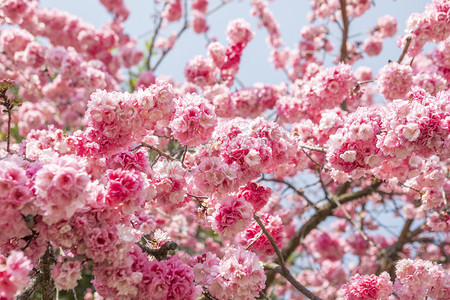 肉粉色边框摄影照片_春天樱花朵朵繁花盛开
