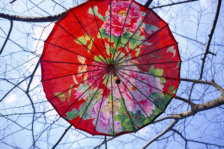 花伞树枝摄影图