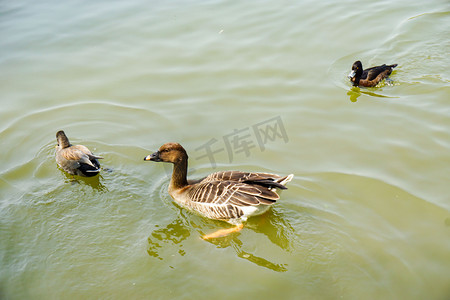 里面摄影照片_春暖花开池塘里面鸭子