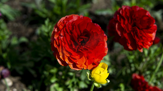 红色金色珠花摄影照片_春暖花开系列之红色玫瑰摄影图