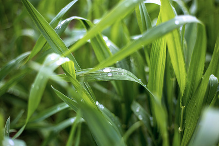 小麦绿叶上水珠雨景摄影图