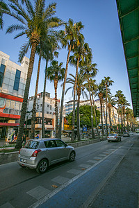 街边高大棕榈树摄影图