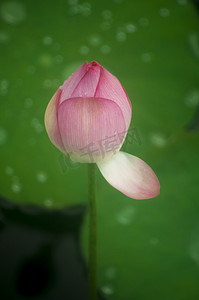 雨后荷花花苞摄影图