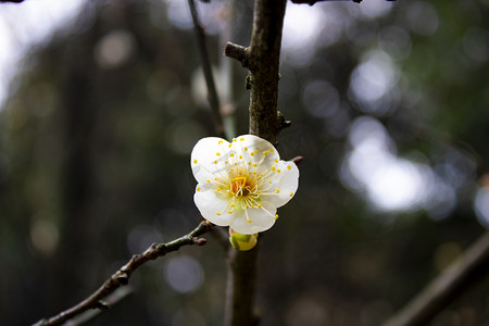 淡雅边框摄影照片_清新淡雅梅花自然风景摄影图