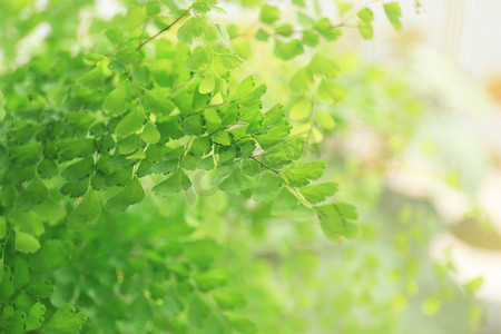 一条金光光线摄影照片_铁线蕨叶子摄影图