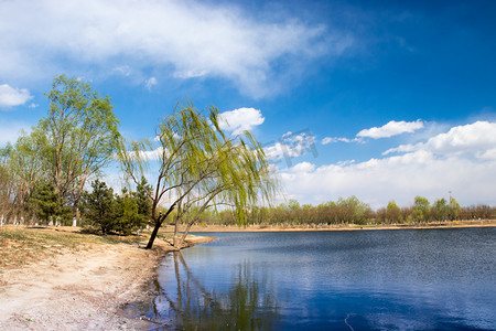 齐白石柳树摄影照片_柳树湖畔公园景色摄影图