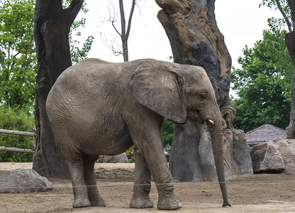 动物园摄影照片_非洲大象摄影图