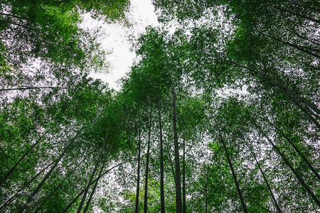 南山摄影照片_竹林深处仰拍摄影图