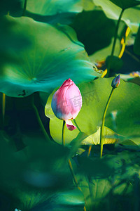 花苞摄影照片_饱满花骨朵等待绽放摄影图