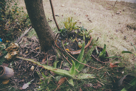 盆栽绿草摄影照片_植物风景摄影图