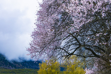 露珠桃花摄影照片_林芝桃花林摄影图