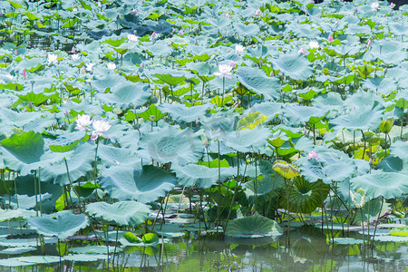 夏日荷花植物池塘摄影图