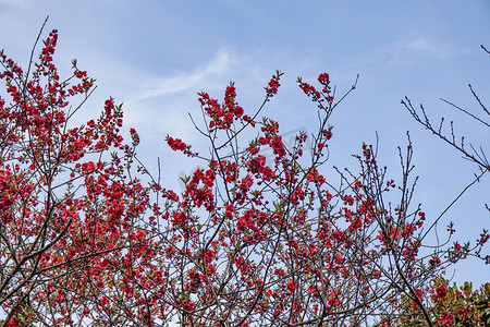 春天公园里盛开的红梅摄影图