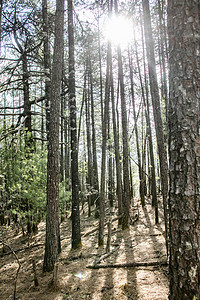 茂密古树森林自然风景摄影图