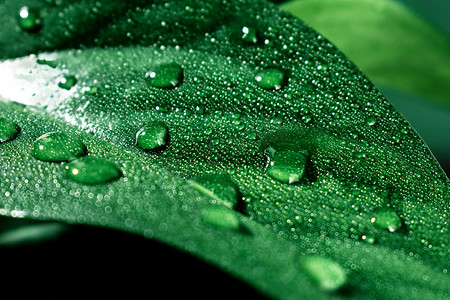 谷雨植物摄影照片_带水珠叶子摄影图