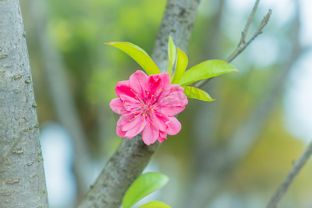 树枝上粉色小花自然风景摄影图