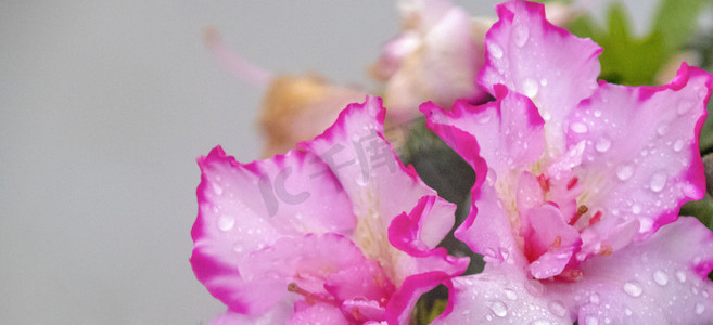 花朵水滴摄影图