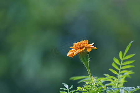 春季招生摄影照片_雨水水滴中黄色花朵摄影图