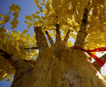 初秋黄色古树黄金树仰拍自然风景摄影图