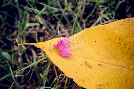 花朵树叶摄影照片_黄色树叶上红色花朵摄影图