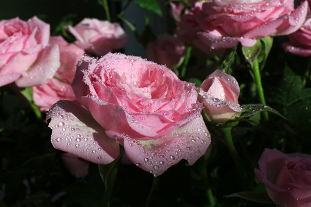 玫瑰花上露水摄影图