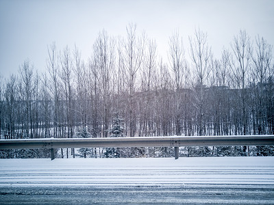 冬天树林摄影照片_雪景系列之雪后树林摄影图