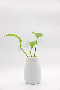 简约水墨中式摄影照片_摄影图实物图简约清新白色花瓶植物叶子
