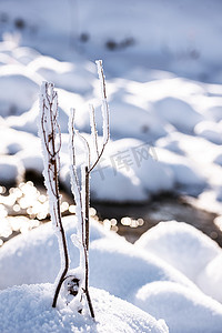 冬天植物积雪摄影图
