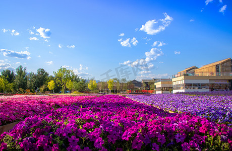 水彩花海摄影照片_世园会花海摄影图