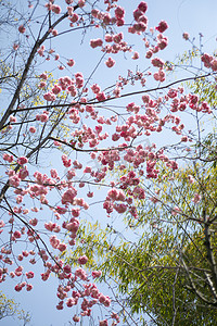 春天桃花繁花盛开自然风景摄影图