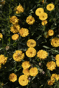 花卉树木草地植物摄影图
