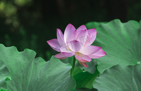 夏日风景图摄影照片_盛开粉色荷花摄影图