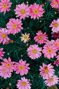 自然粉色花朵摄影图