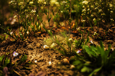 春天泥土植物摄影图
