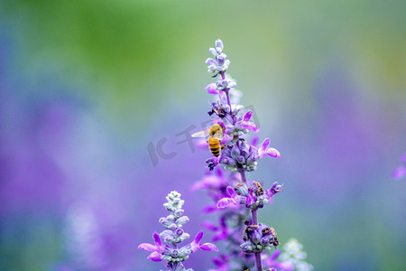 清新夏日薰衣草上蜜蜂摄影图