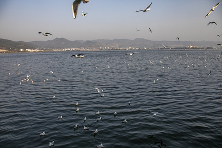 滇池湖泊上飞翔海鸥摄影图