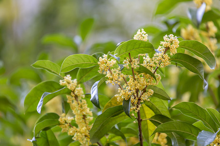 茱萸树枝摄影照片_桂花叶子和树枝摄影图