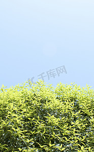 蓝天下绿树摄影图