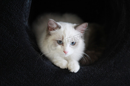 热毛巾敷眼睛摄影照片_仙女猫布偶猫蓝眼睛摄影图