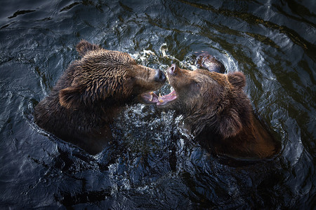 打斗棕熊摄影图