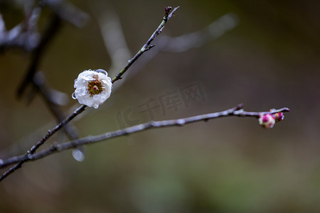 性孔梅花摄影照片_冬天梅花摄影图