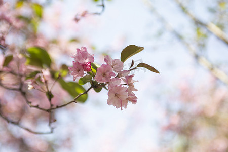 花枝水墨摄影照片_春天盛开桃花花枝自然风景摄影图