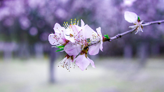 樱花花蕊细节抓拍摄影图