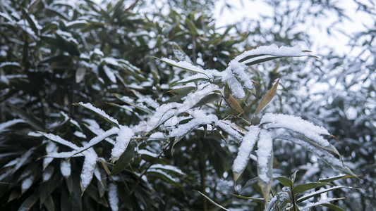 冬天植物摄影照片_冬天雪后竹叶摄影图