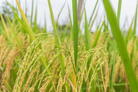 农村水稻摄影照片_水稻摄影图