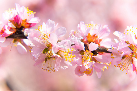 春季花朵粉色桃花细节摄影图