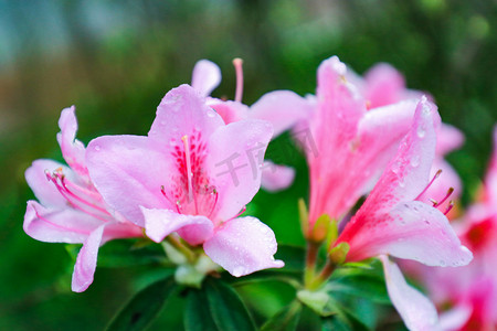 雨后摄影照片_粉花雨后水滴摄影图