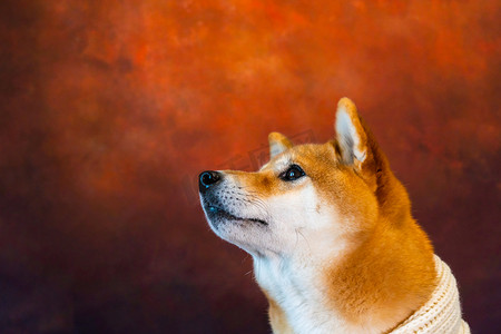 宠物背景狗摄影照片_宠物狗柴犬红色背景摄影图